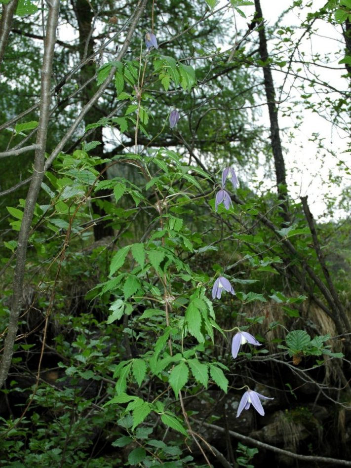 Clematis alpina